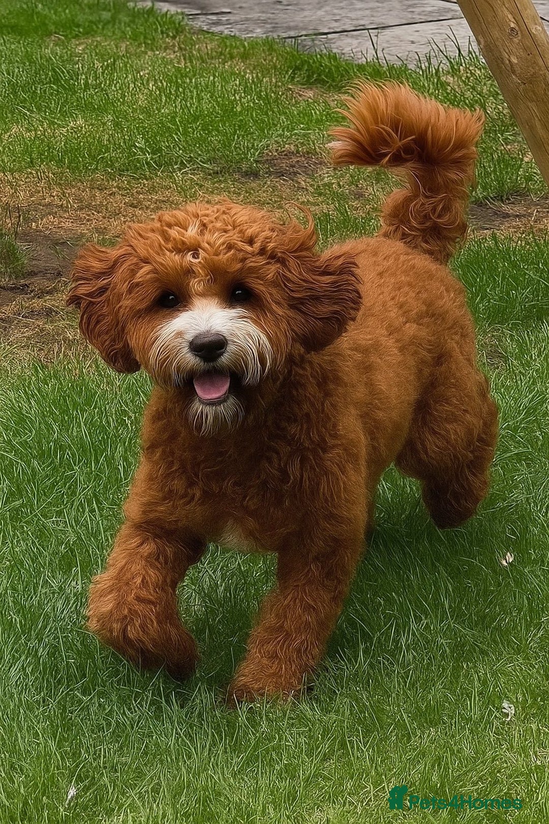 Cavapoo dogs for sale: Cavapoo F1b fully health tested  - Image 18