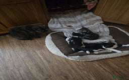 Mixed Breed cats for sale: Beautiful big bubbly kittens for sale  - Image 6