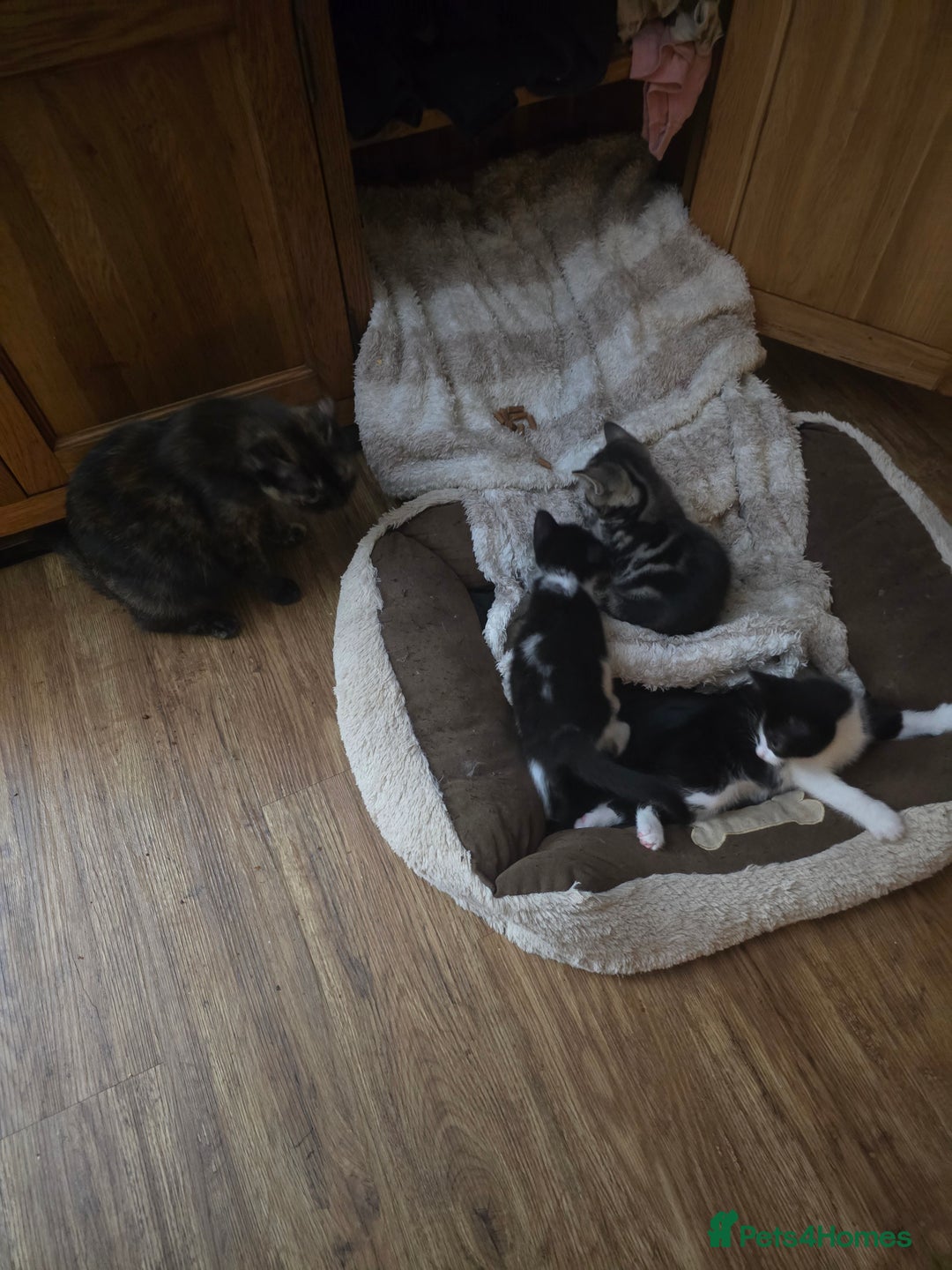 Mixed Breed cats for sale: Beautiful big bubbly kittens for sale  - Image 6