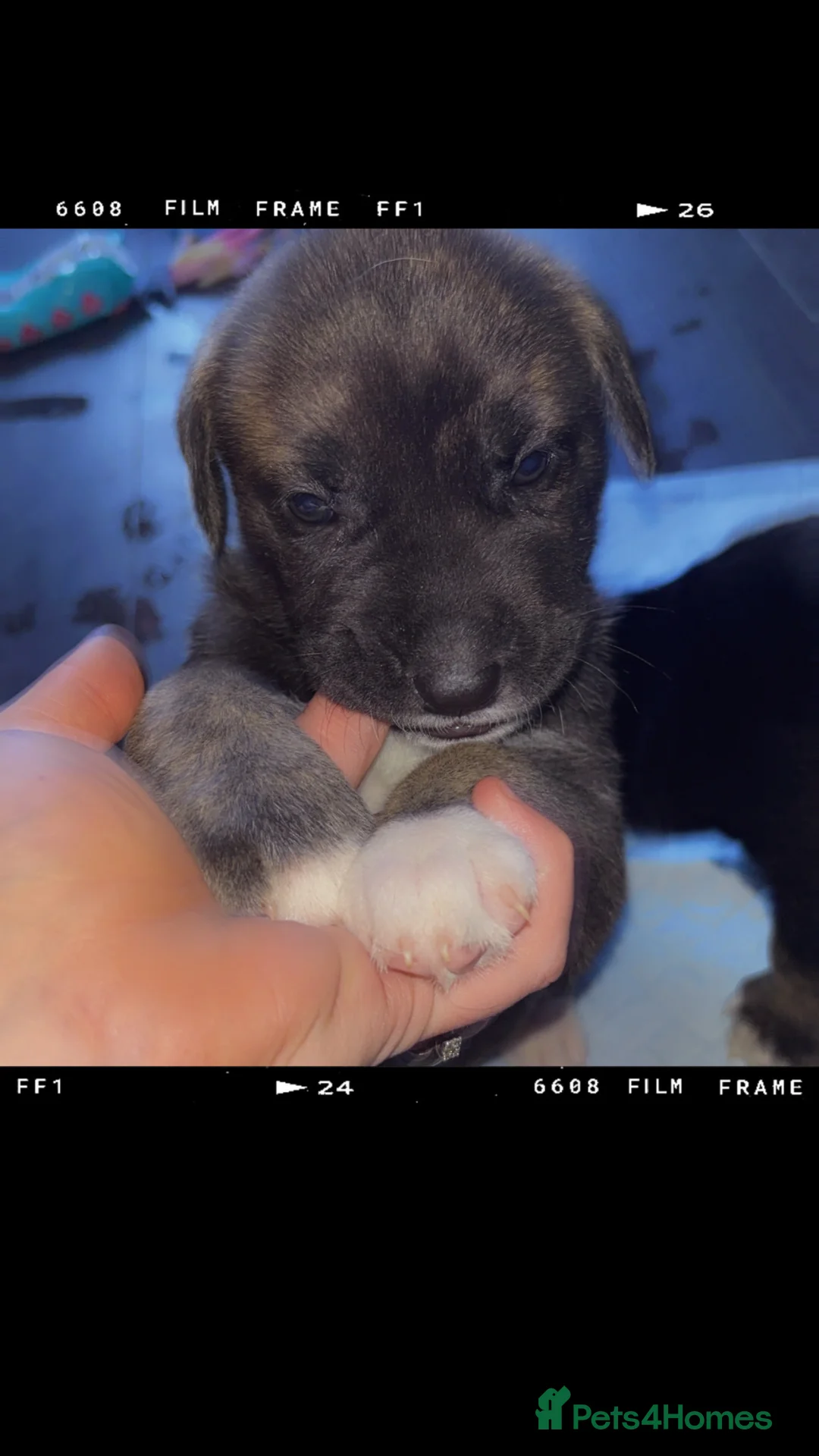 Mixed Breed dogs for sale: 10 beautiful puppies canecorso X huskyakita - Advert 20
