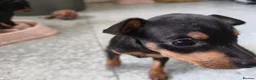 English Toy Terrier dogs for sale: Baby ett puppies for sale  - Advert 7