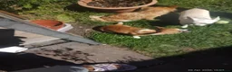 Chihuahua dogs for sale: Peanut and Lil Bear  - Advert 11