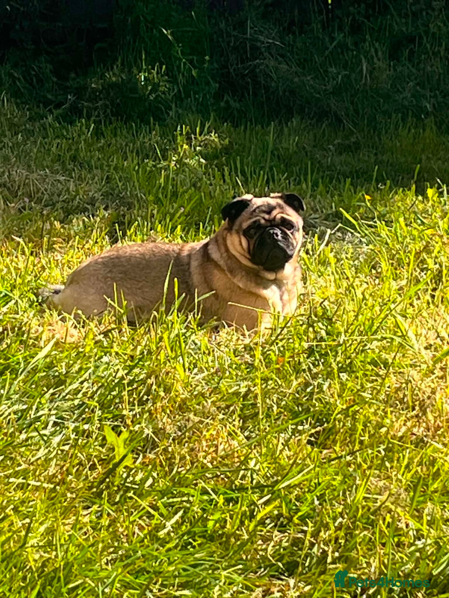Pug dogs Doggy  - Advert 9