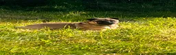 Pug dogs for sale: Doggy  - Advert 1