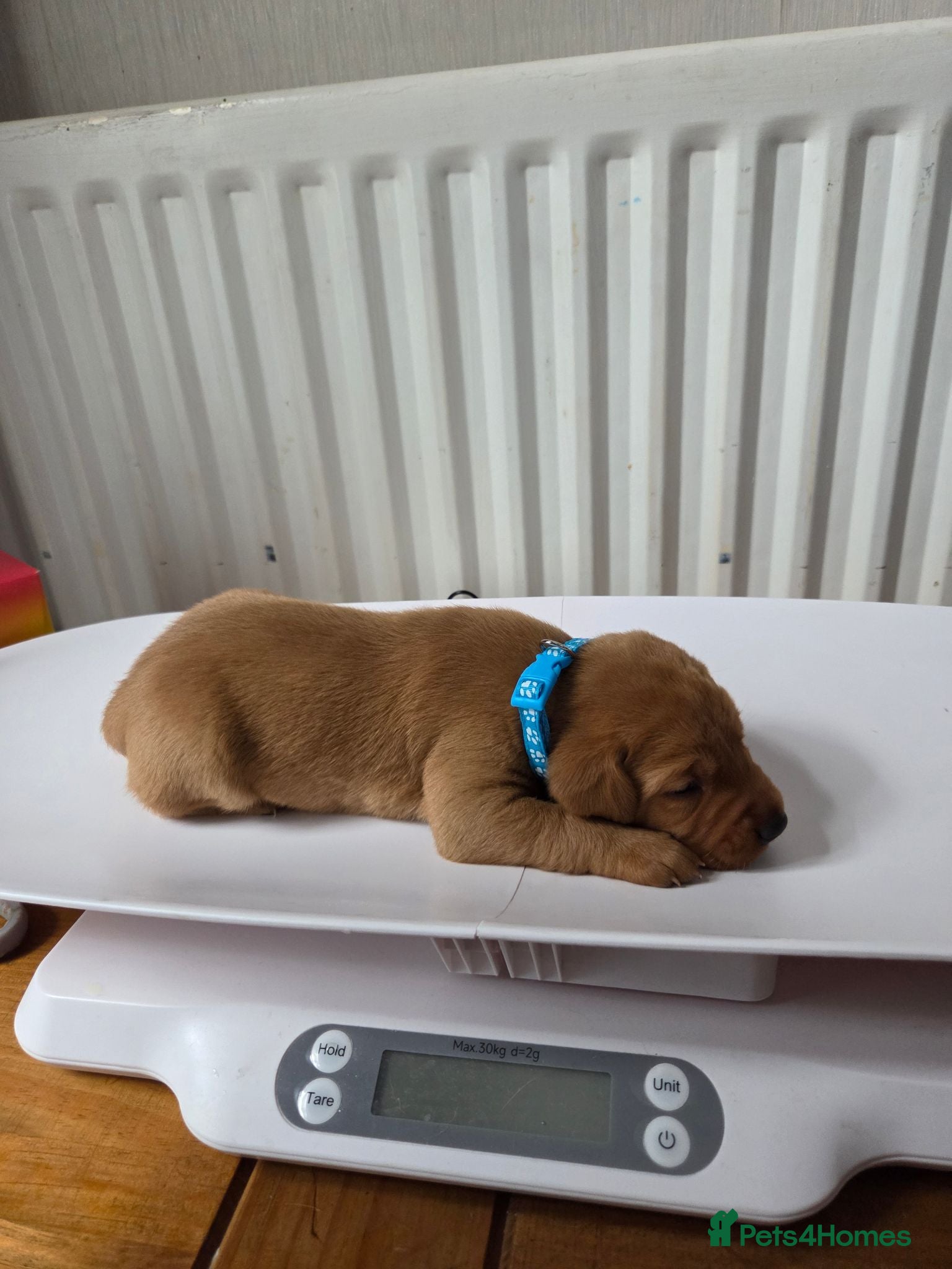 Labrador Retriever dogs Fox red labarador  - Advert 11