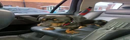 Mixed Breed dogs for sale: Dachshund x Rottweiler  - Advert 4
