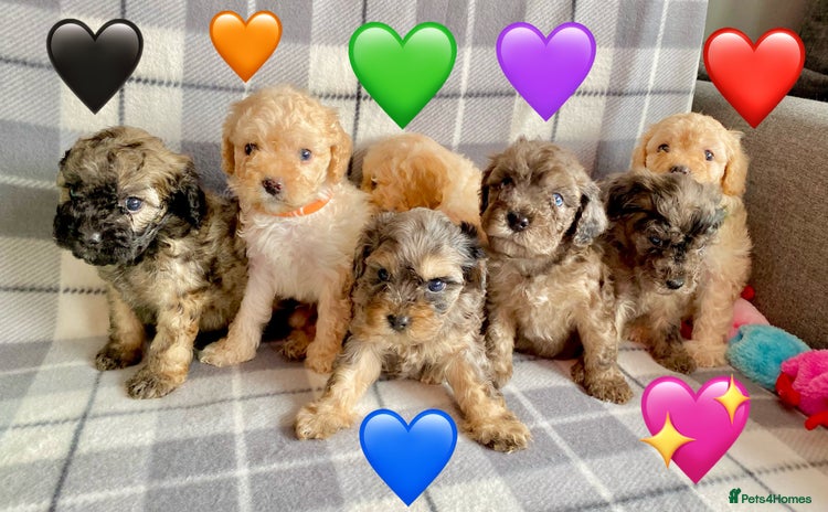 Cavapoo dogs - Advert 2