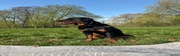 Rottweiler dogs for sale: 🐾🐶 beautifulRottweiler puppies🐶🐾 - Advert 1