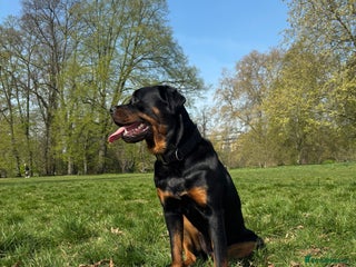 Rottweiler dogs 🐾🐶 beautifulRottweiler puppies🐶🐾 - Advert 1