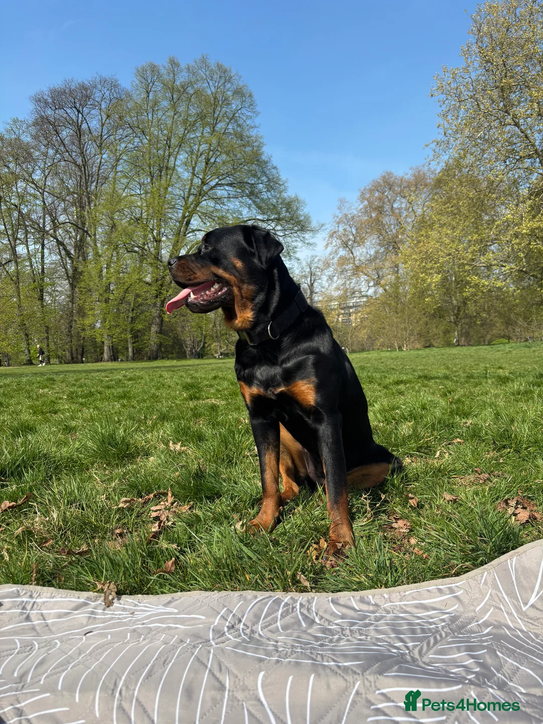Rottweiler dogs for sale: 🐾🐶 beautifulRottweiler puppies 3 Girls Left🐶🐾 - Advert 1