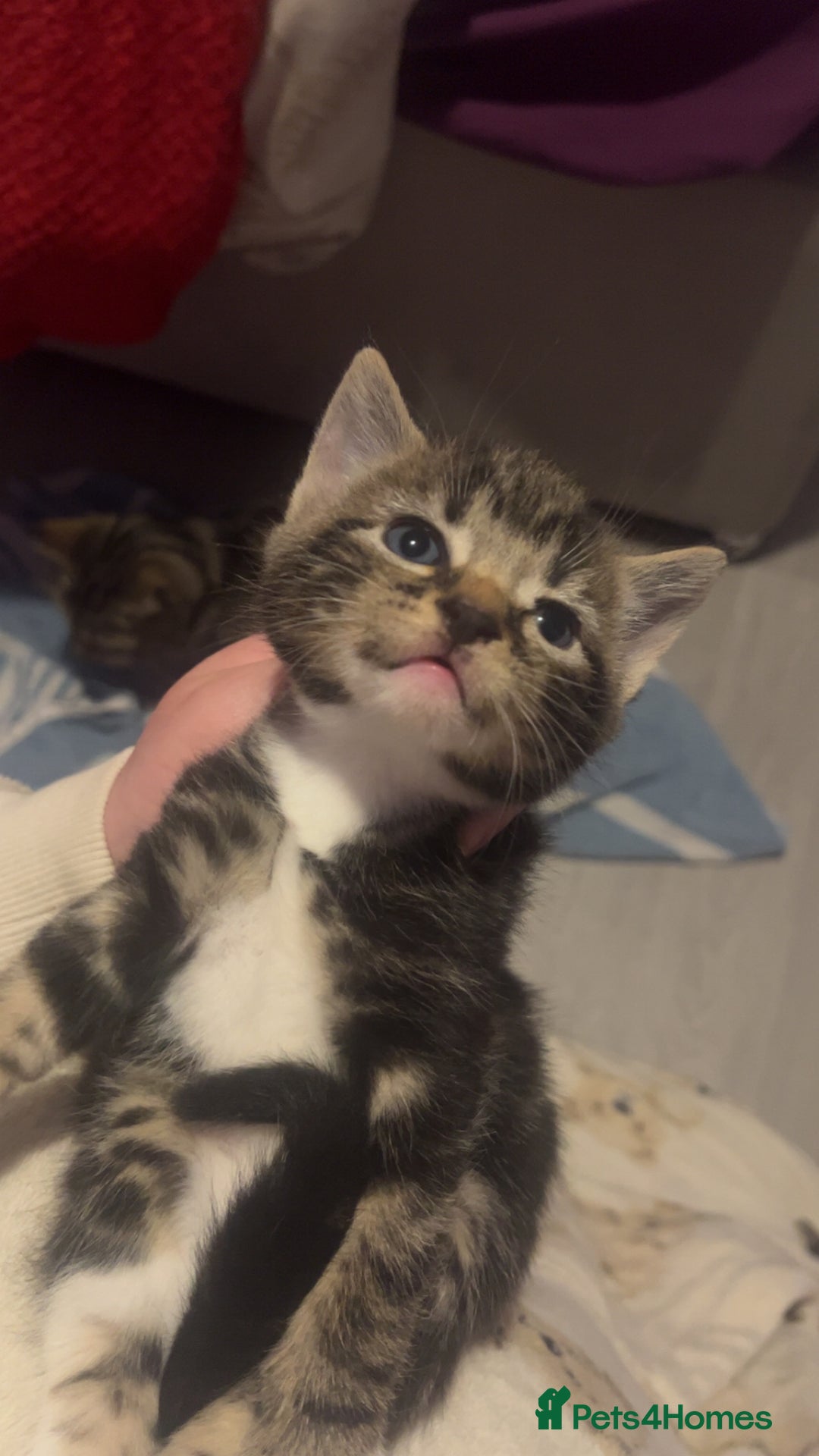 Domestic Shorthair cats for sale: Kittens who are looking for their forever homes🤍 - Advert 3