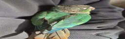 Conures birds for sale: Hand reared Turquoise Conure - 11 Weeks Old in Blackburn - Advert 10