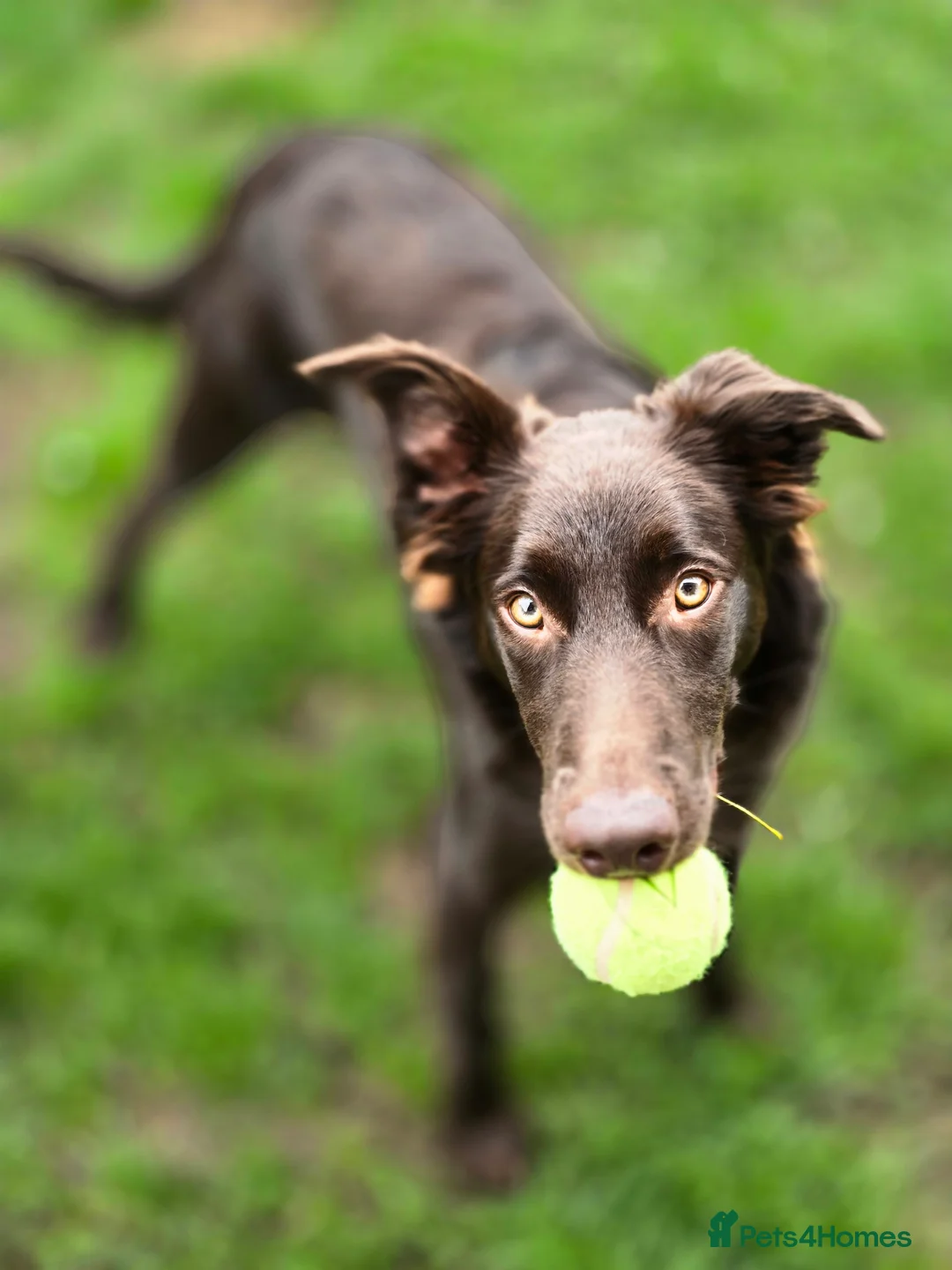 Australian Kelpie dogs for sale: 10 month Old Australian Kelpie (Deep Red/Brown) - Advert 8