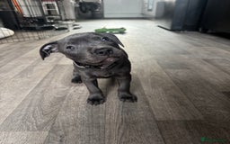 Staffordshire Bull Terrier dogs for sale: Blue Staffordshire terrier puppies/ 1 girl left  in Bristol - Image 9