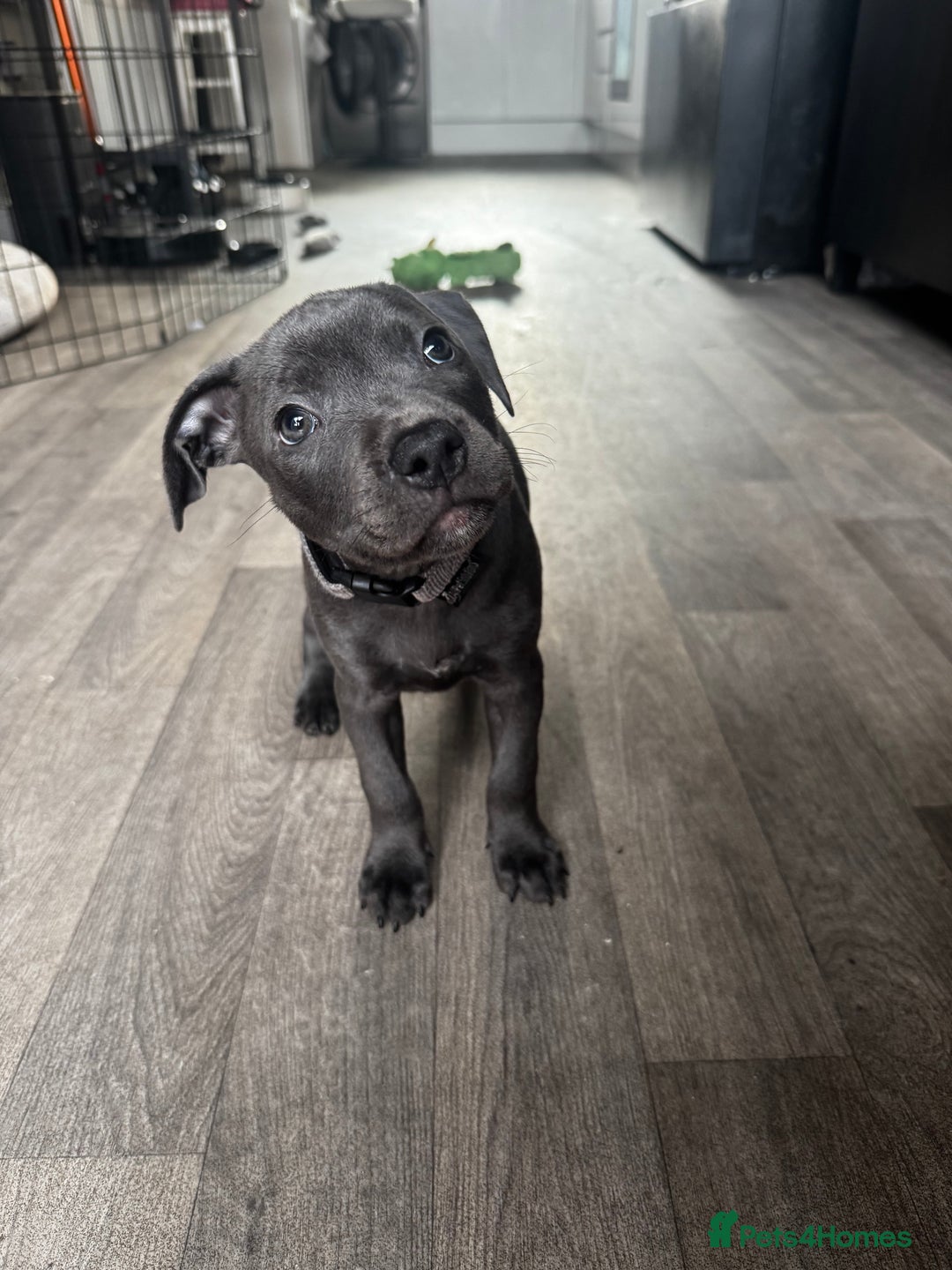 Staffordshire Bull Terrier dogs for sale: Blue Staffordshire terrier puppies/ 1 girl left  in Bristol - Image 9