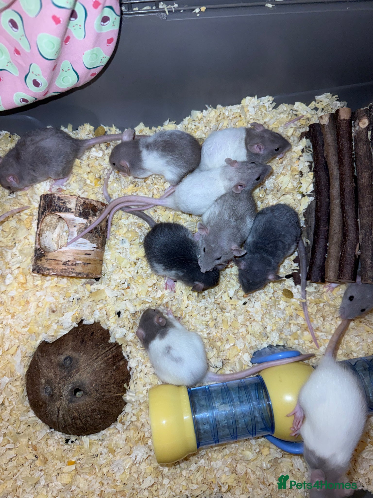 Rat rodents for sale: Baby rats  - Advert 4
