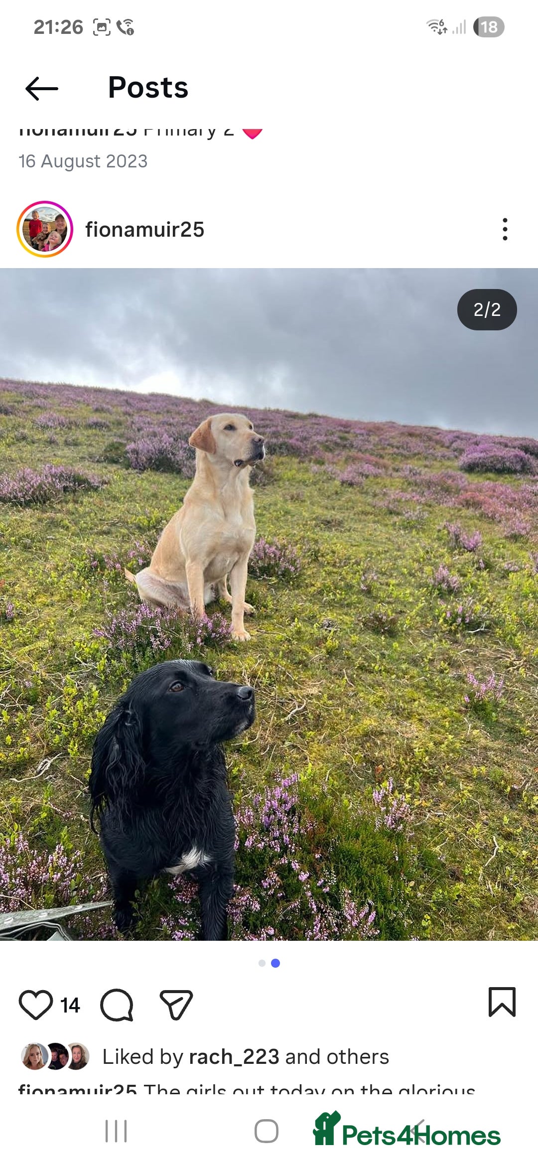 Cocker Spaniel dogs for sale: Cocker spaniel pups for sale - Advert 3