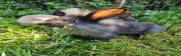 Mixed Breed rabbits for sale: Baby bunny's  - Advert 5
