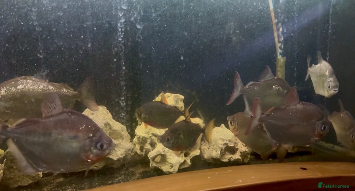 Other/Mixed Breed fish 2 x Oscar’s and other fish  - Advert 7