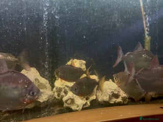 Other/Mixed Breed fish 2 x Oscar’s and other fish - Advert 7