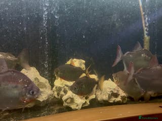 Other/Mixed Breed fish Parrot fish, silver dollars, Bristlenose breeding - Advert 2