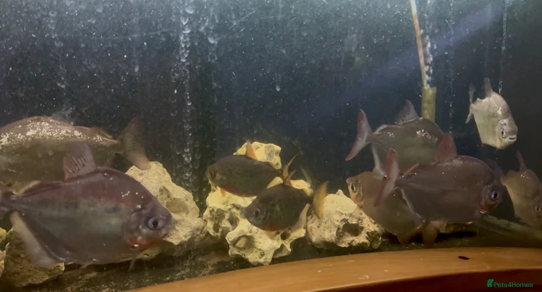 Other/Mixed Breed fish for sale: Jaguar Cichlid, Parrot fish, silver dollars - Advert 2