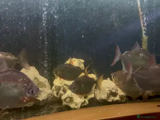 Other/Mixed Breed fish Parrot fish, silver dollars - Advert 7