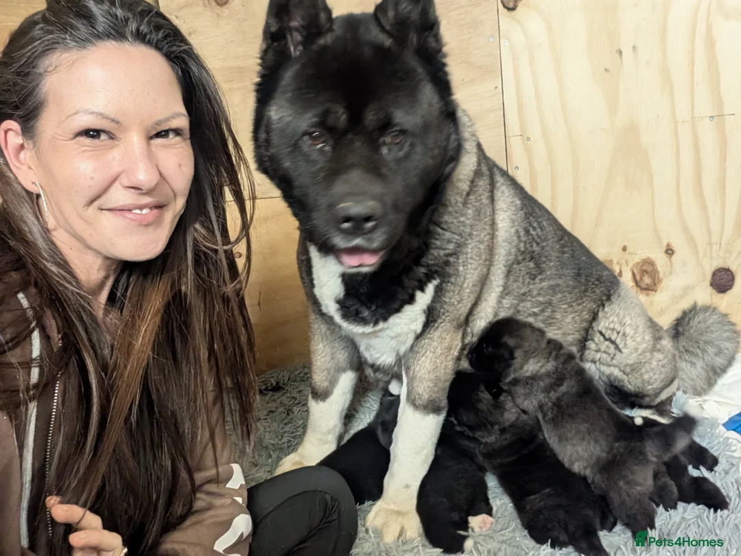 Akita dogs for sale: European Champions Bloodline American Akita's  - Advert 11