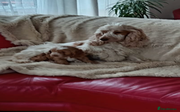 Cockapoo dogs for sale: Boy cockapoo puppy  - Image 3