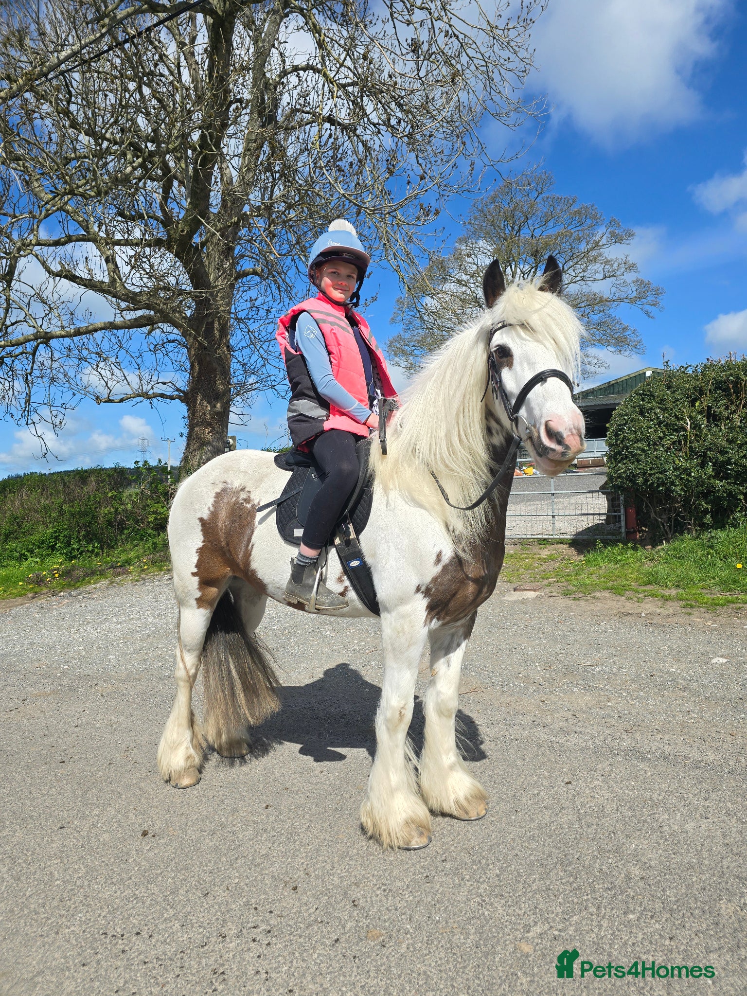 Irish Cob horses family cob 13.2 Skewbald mare - Advert 4