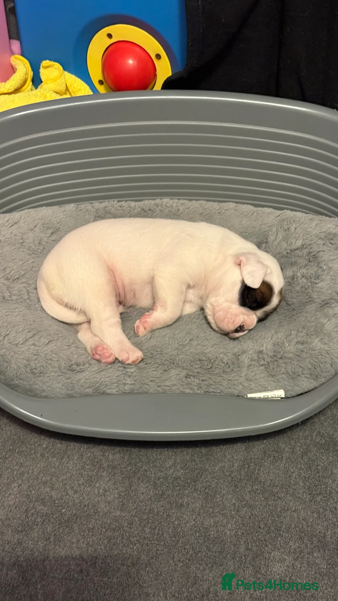 Boxer dogs for sale: Stunning White boy. - Advert 8