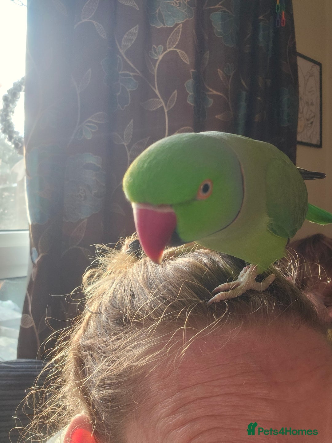 Ringnecks birds for sale: This is George! - Advert 7