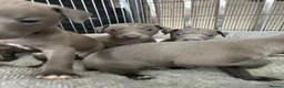 Italian Greyhound dogs for sale: Grey italian greyhound puppies - Advert 8