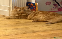 Domestic Shorthair cats for sale: Domestic Longhair Male and Tortoise Shell Female  - Image 4