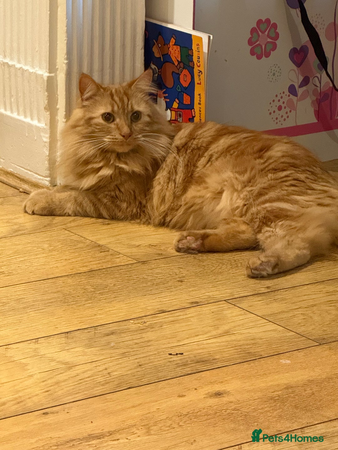 Domestic Shorthair cats for sale: Domestic Longhair Male and Tortoise Shell Female  - Image 4