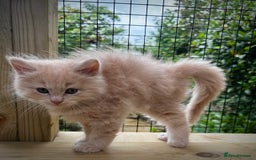 Ragcoon cats for sale: Ragdol x Main Coon  - Image 12