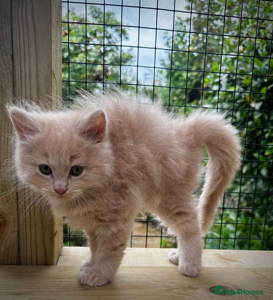 Ragcoon cats for sale: Ragdol x Main Coon  - Image 12