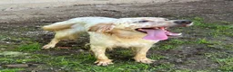 English Setter dogs for adoption: Sua   in Newcastle upon Tyne - Advert 2