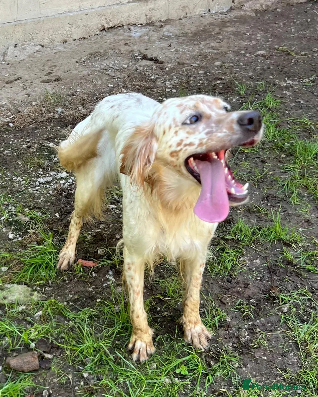 English Setter dogs for adoption: Sua   in Newcastle upon Tyne - Advert 2