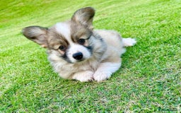 Welsh Corgi Pembroke dogs for sale: purebreed pembroke corgi pup - Image 1