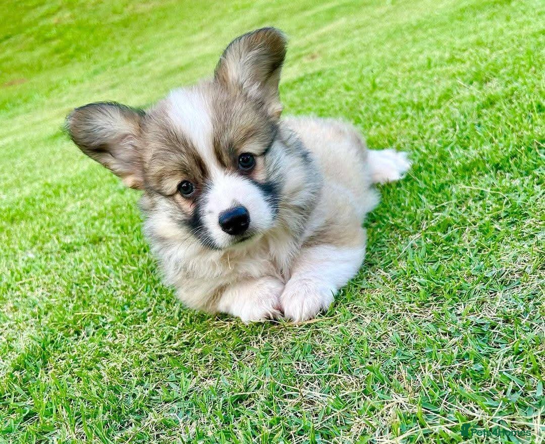 Welsh Corgi Pembroke dogs for sale: purebreed pembroke corgi pup - Image 1