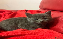 British Shorthair cats for sale: Little and cute kittens ready to go to new home - Image 4