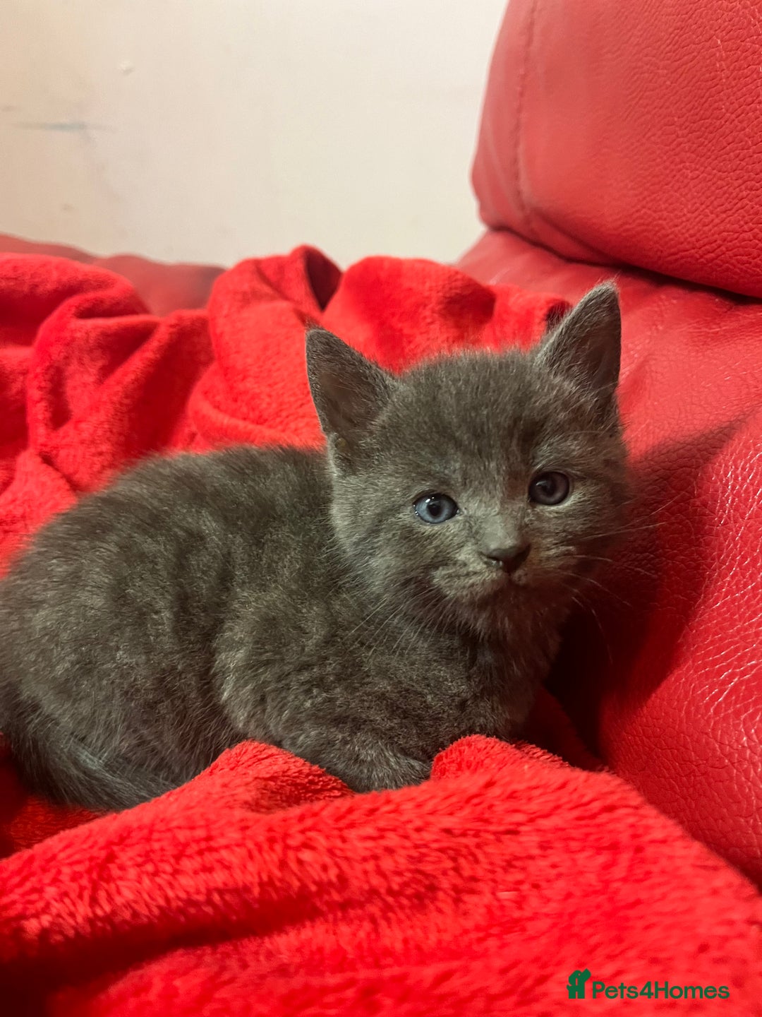British Shorthair cats for sale: Little and cute kittens ready to go to new home - Image 4