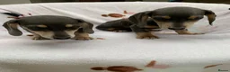 Dachshund dogs for sale: ****4 beautiful boys *** in Nottingham - Advert 13