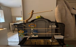 Budgerigars birds for sale: 2 birds and cage with toys(go as a pair) - Image 4