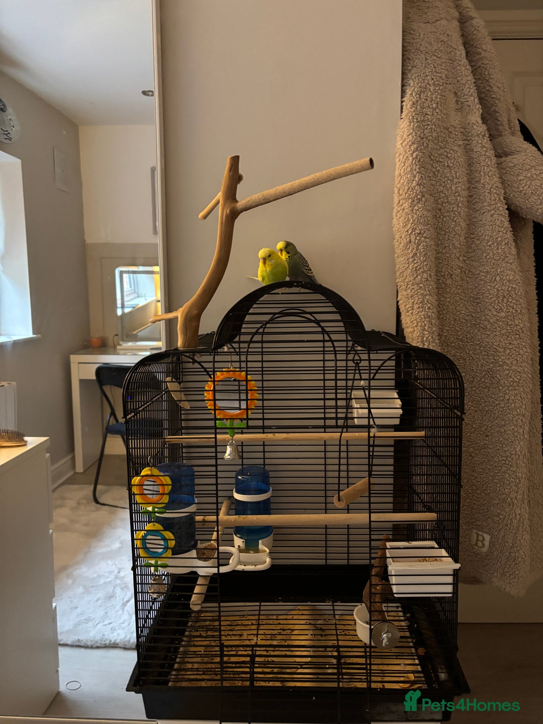 Budgerigars birds for sale: 2 birds and cage with toys(go as a pair) - Image 4