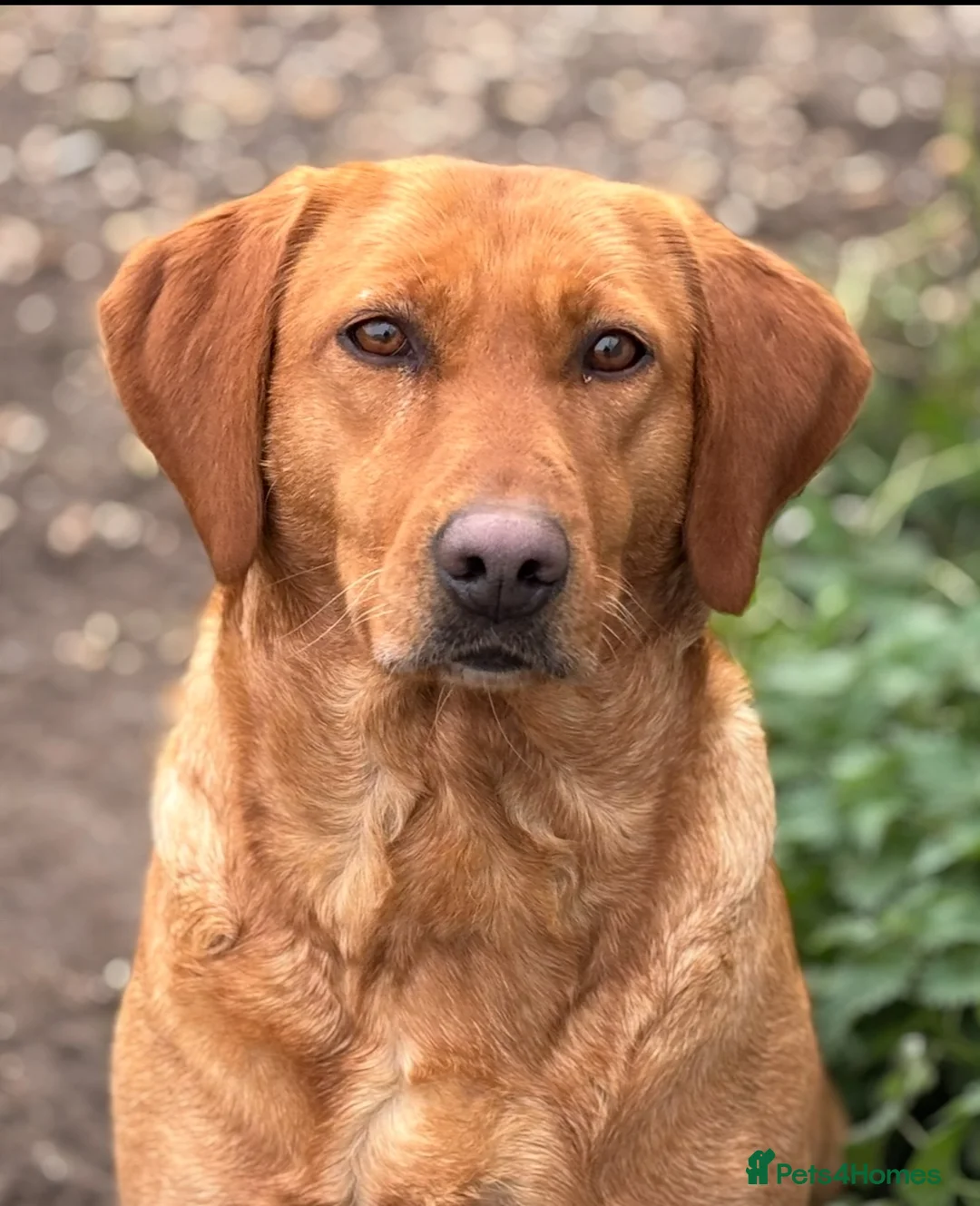 Labrador Retriever dogs for sale: WAITING LIST - KC Reg Dark Fox Red Litter - Advert 4
