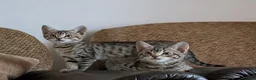 Bengal cats for sale: Playful and Friendly Bengal kittens - Advert 2