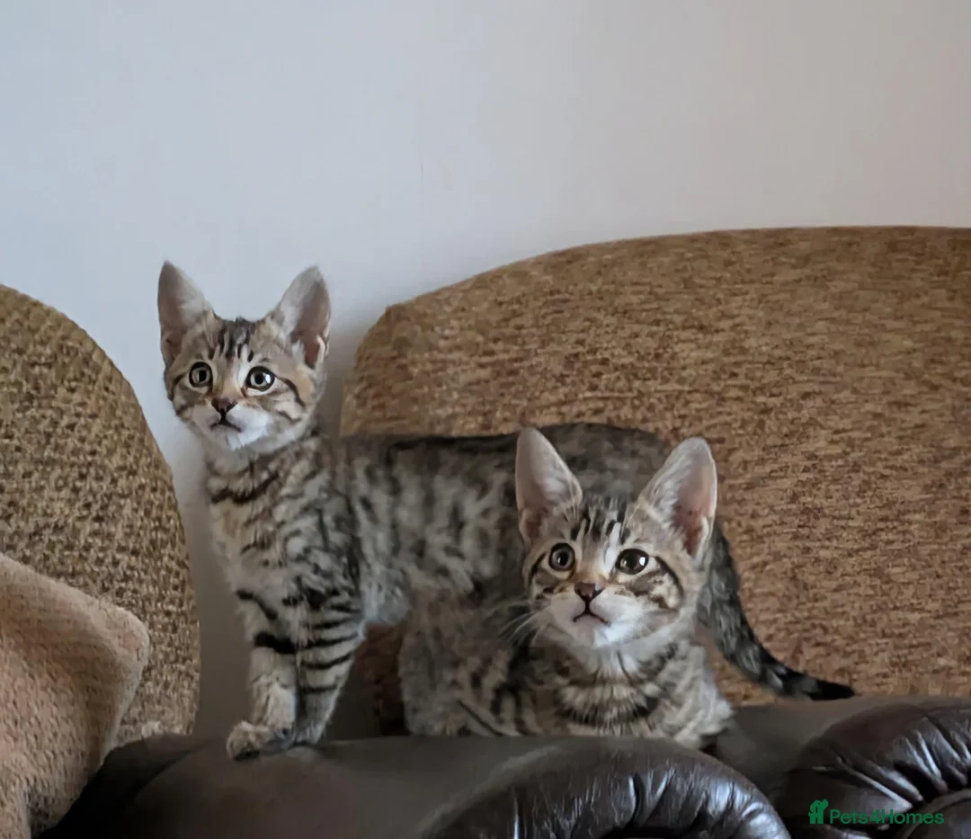 Bengal cats for sale: Playful and Friendly Bengal kittens - Advert 2