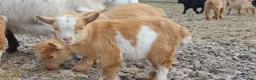 Goats livestock for sale: Lovely pygmy goats 🐐  - Advert 2